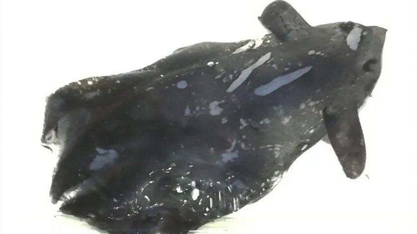 В глубоководных районах острова Хайнань, в Китае, ученые открыли новый вид уникальных кальмаров-вампиров — только второй на данный момент.