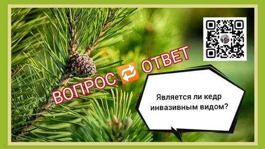 Вопрос🔁 ответ. Является ли кедр сибирский инвазивным видом?...