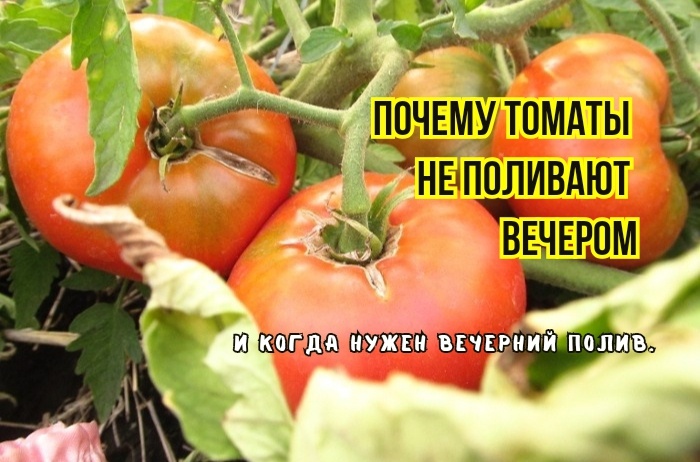 Томаты мельчают