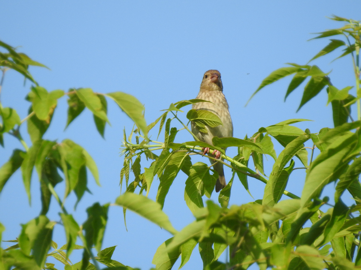 А вот это молодой чечевица, ему нет 3 лет