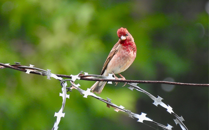 Вот так выглядит самец чечевицы старше трех лет, фото автора