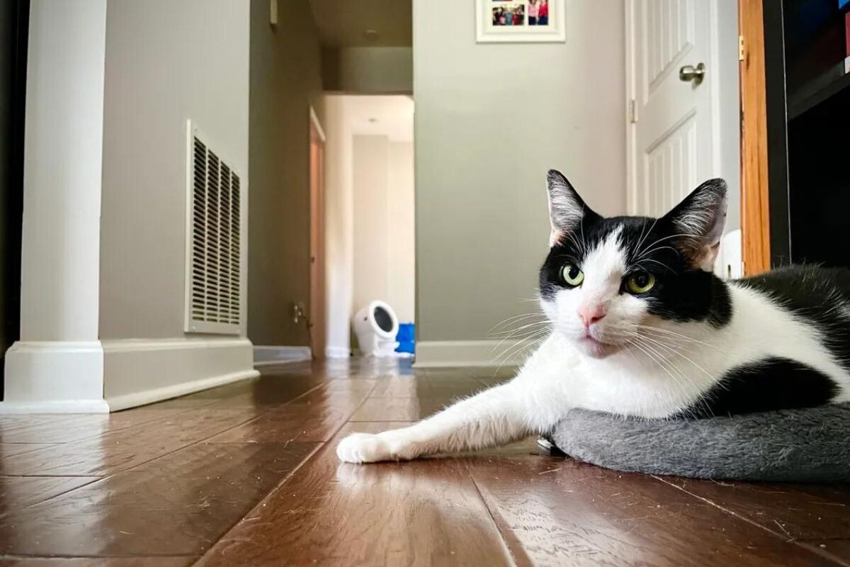 Наблюдательная кошка лежит в коридоре 