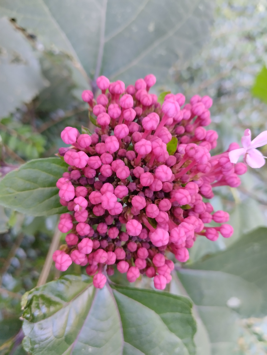 Какие-то невиданные кусты