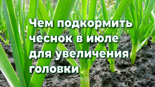 Финальная подкормка чеснока в июле для увеличения головки.