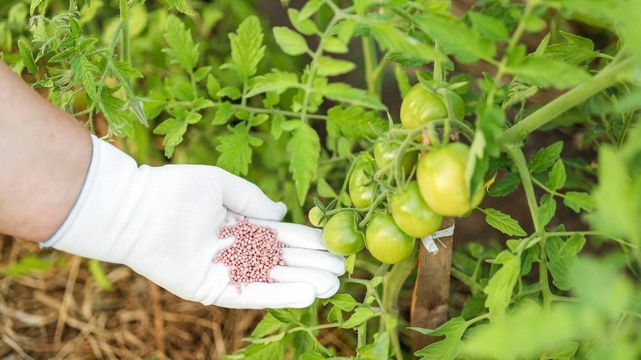 ShutterStock/Fotodom.ru