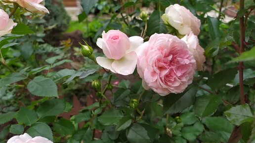 Роза которая сочетается с сортом Пьер де Ронсар.