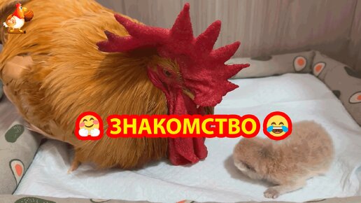 Молодой Петух знакомится с Котенком 🐈 Кошка доверила детку ответственному гувернеру ❣️🤗😂