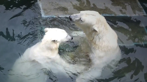 Мама, давай поиграем! Герда развлекается с медвежатами в бассейне.