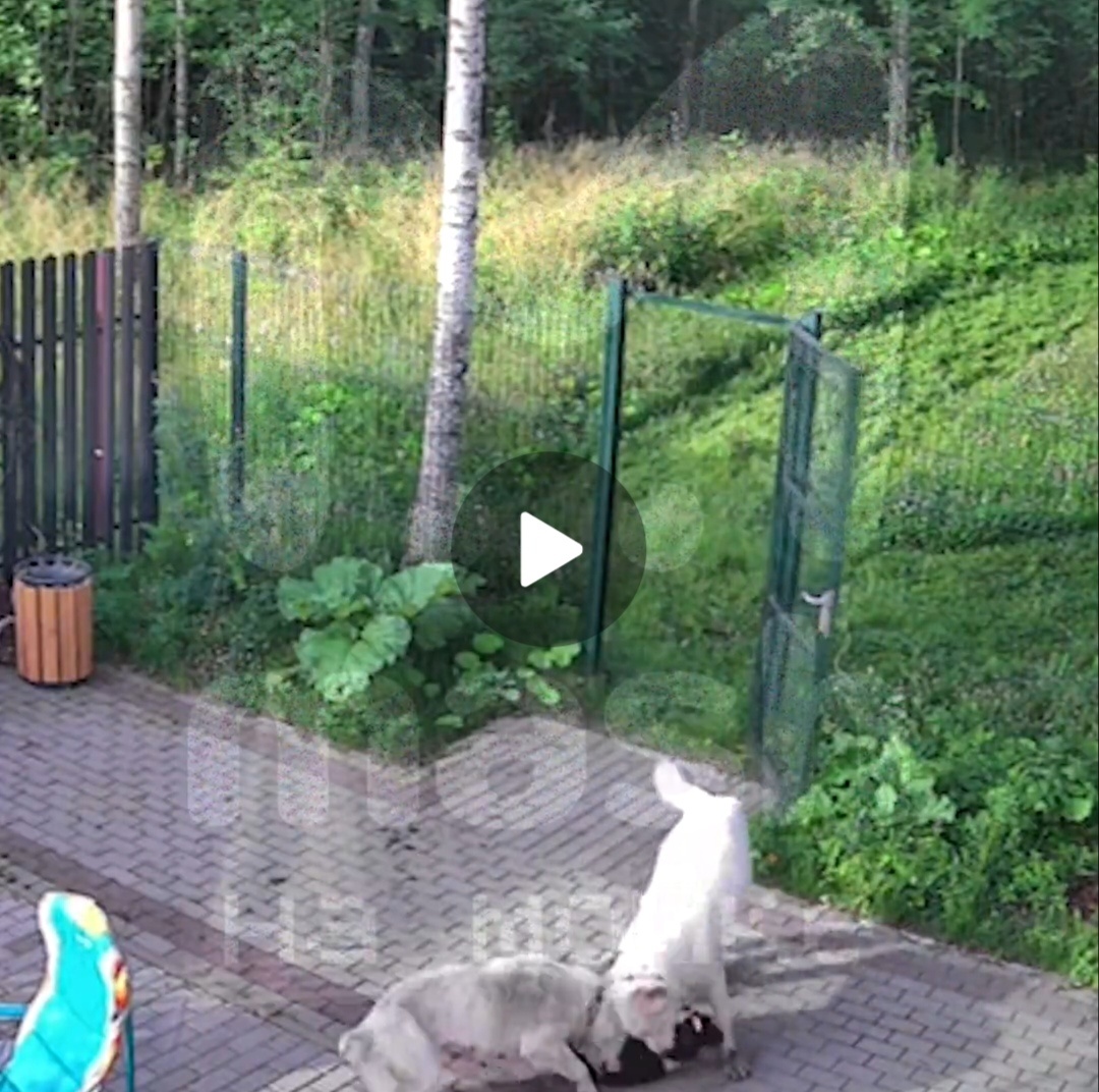 скрины с видео с телеграм канала