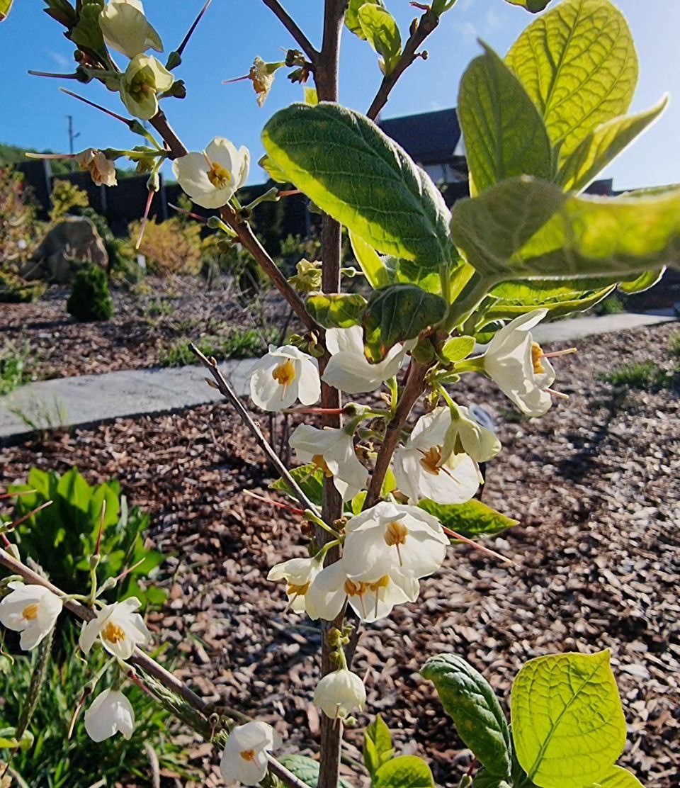 Halesia carolina цветет в моем саду. Анапа. В Москве ей это не удавалось - все время ломались ветки.