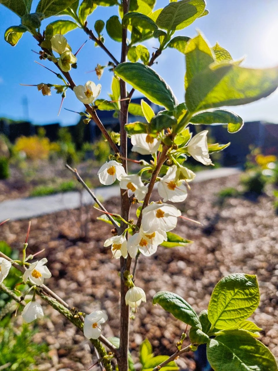 Халезия (галезия) каролинская. Анапа.
