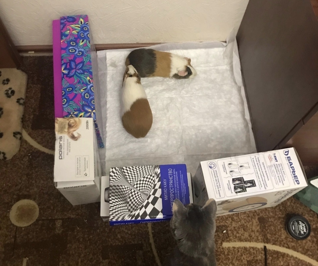 Кстати вот наша живность выгуливается в съемной квартире