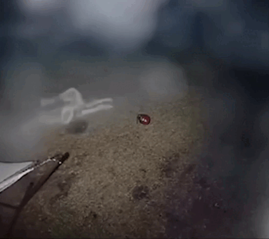 Автор не известен, кадры взяты из открытых источников.