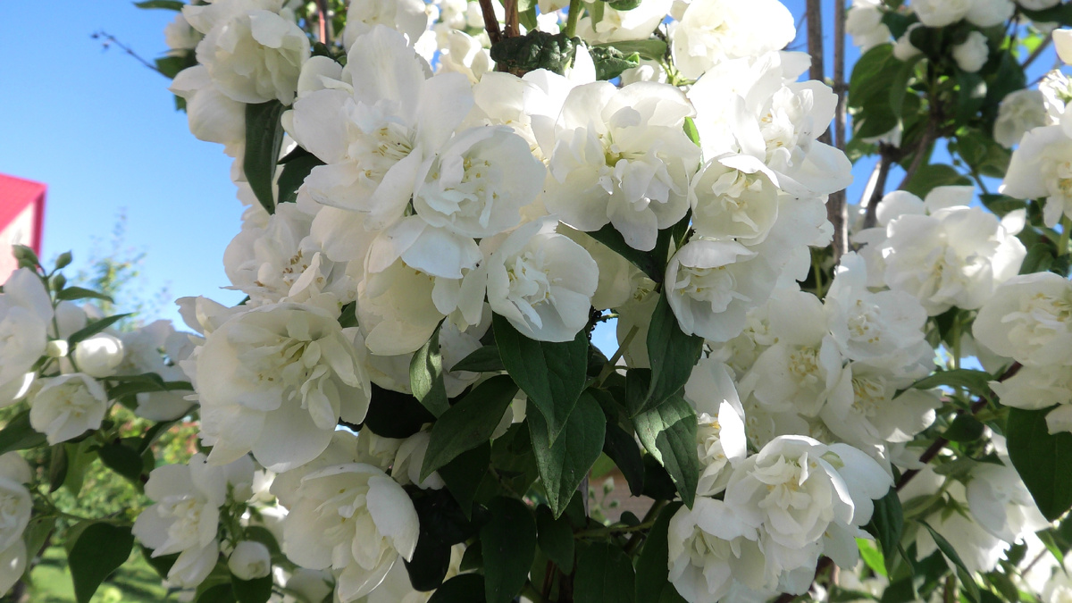 Цветет Чубушник