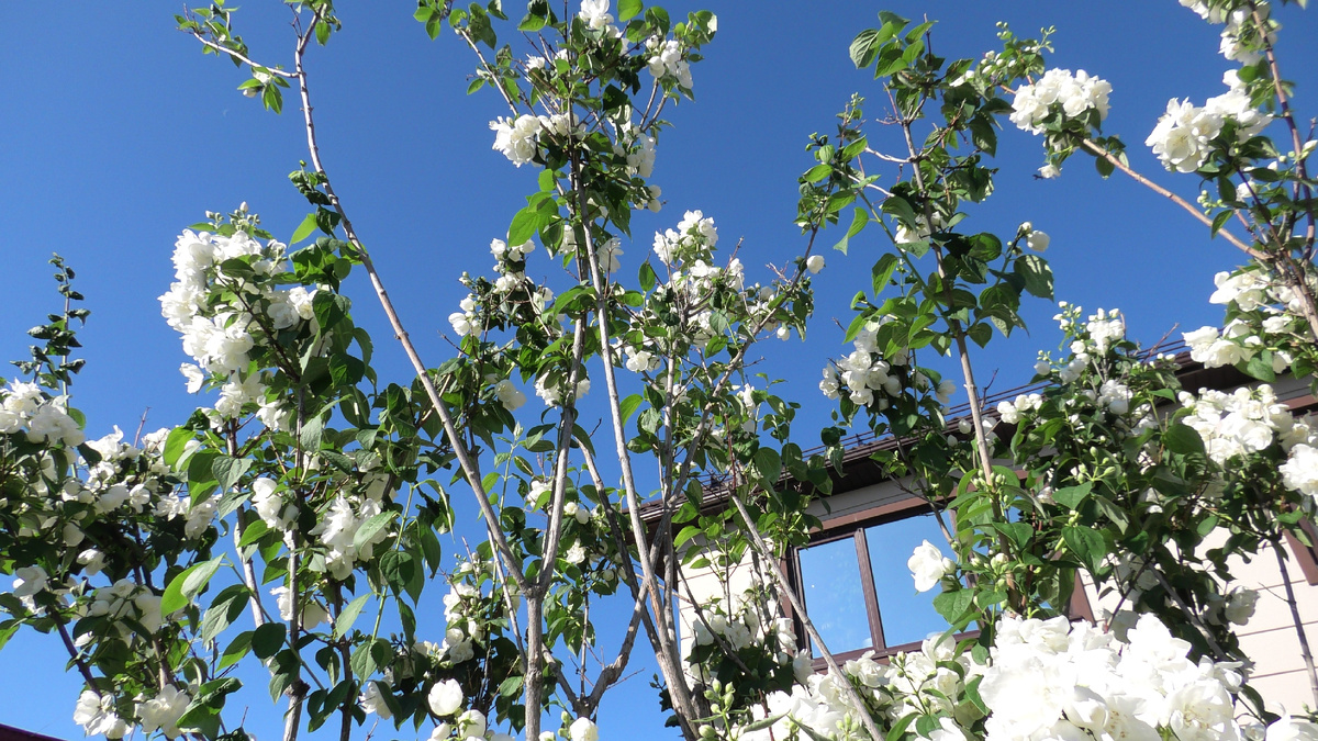 Скудное цветение на старых побегах