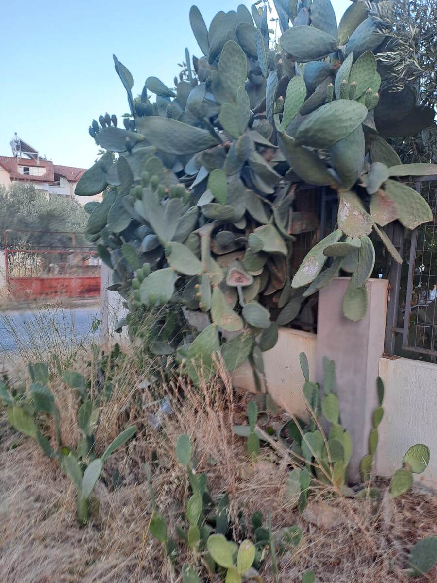 Вид куста в полный рост