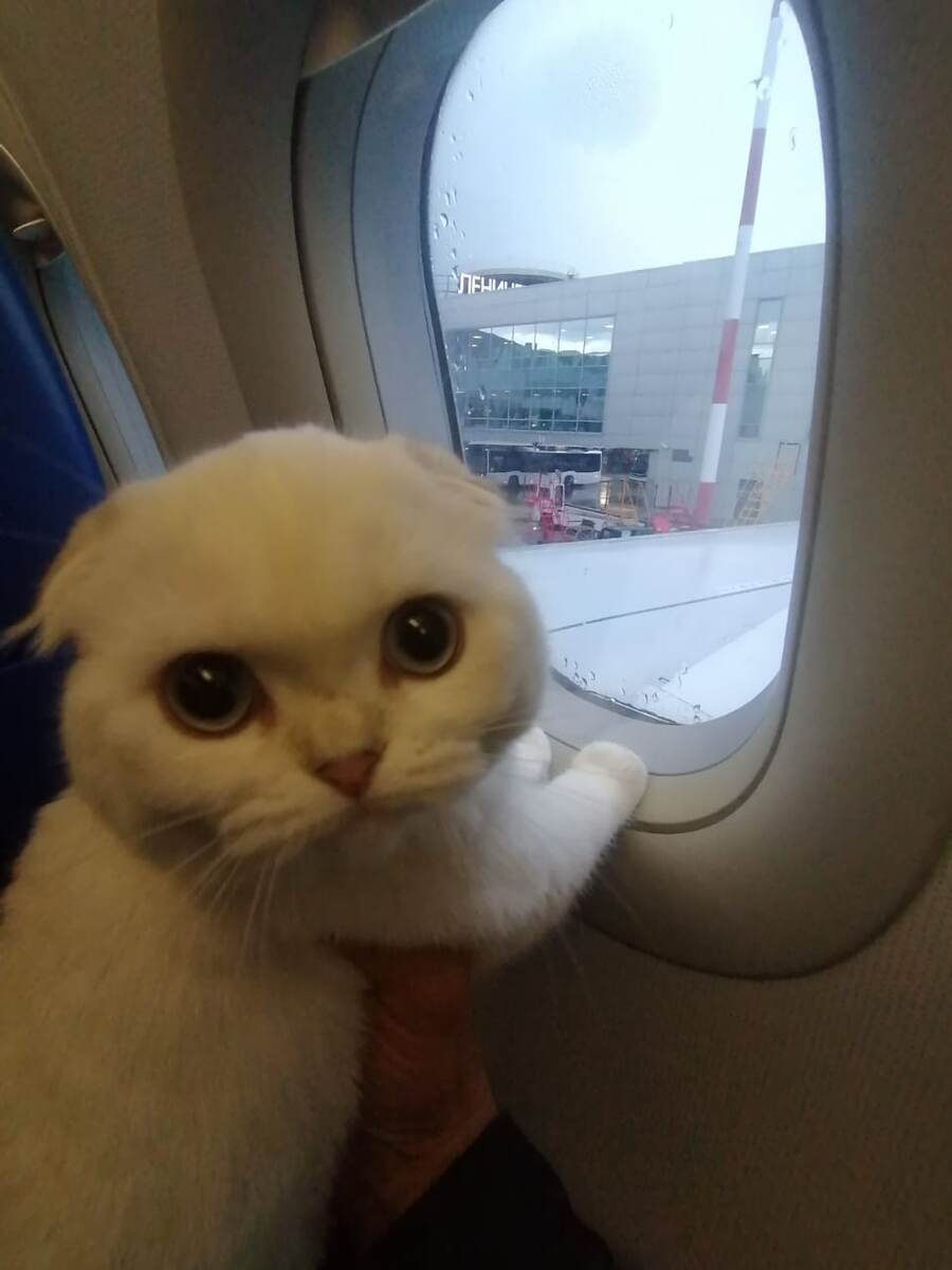 Белочка у иллюминатора