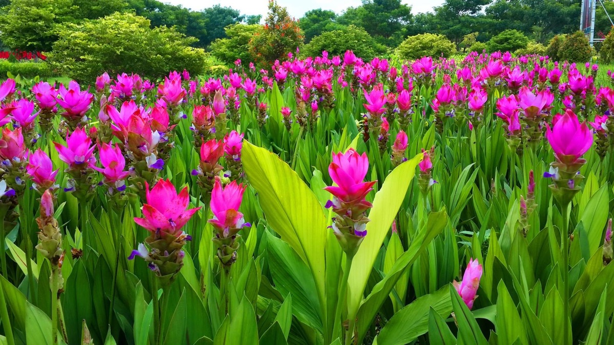 Куркума в период цветения(фото из свободного доступа в интернете)