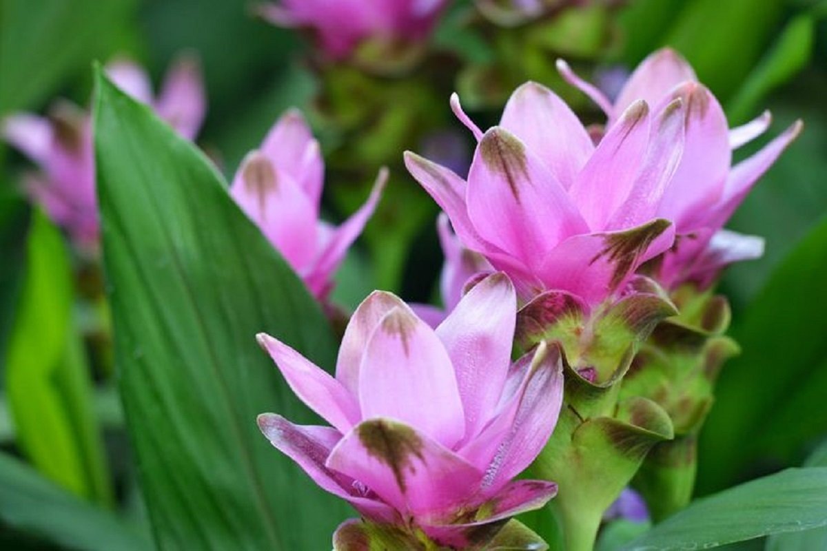 Куркума в период цветения(фото из свободного доступа в интернете)