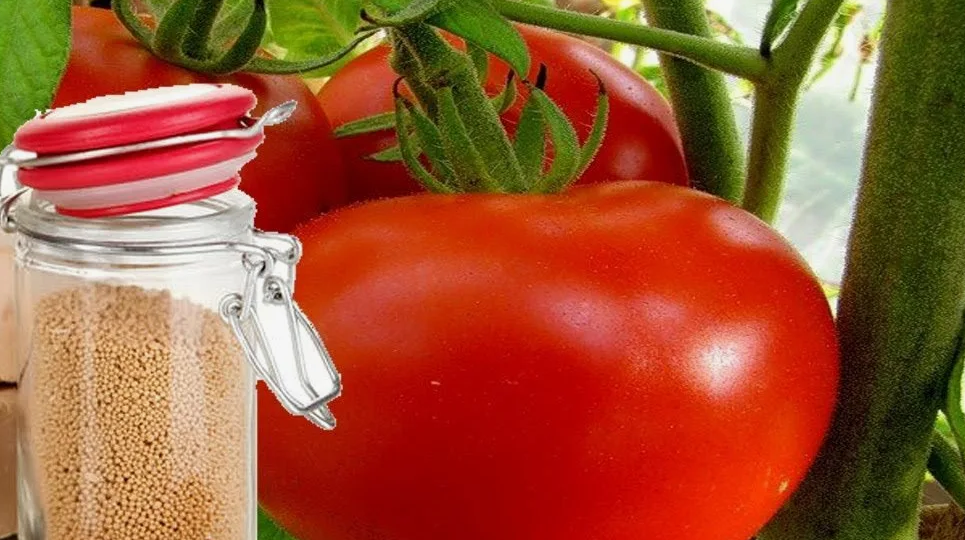 Эта тройная подкормка томатов гарантирует большой урожай помидоров, их крепкое здоровье и долгое плодоношение!