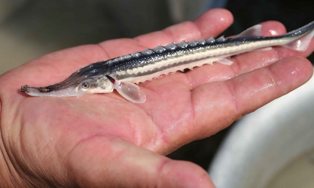 Малек севрюги