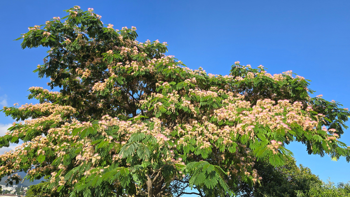 Альбиция ленкоранская 