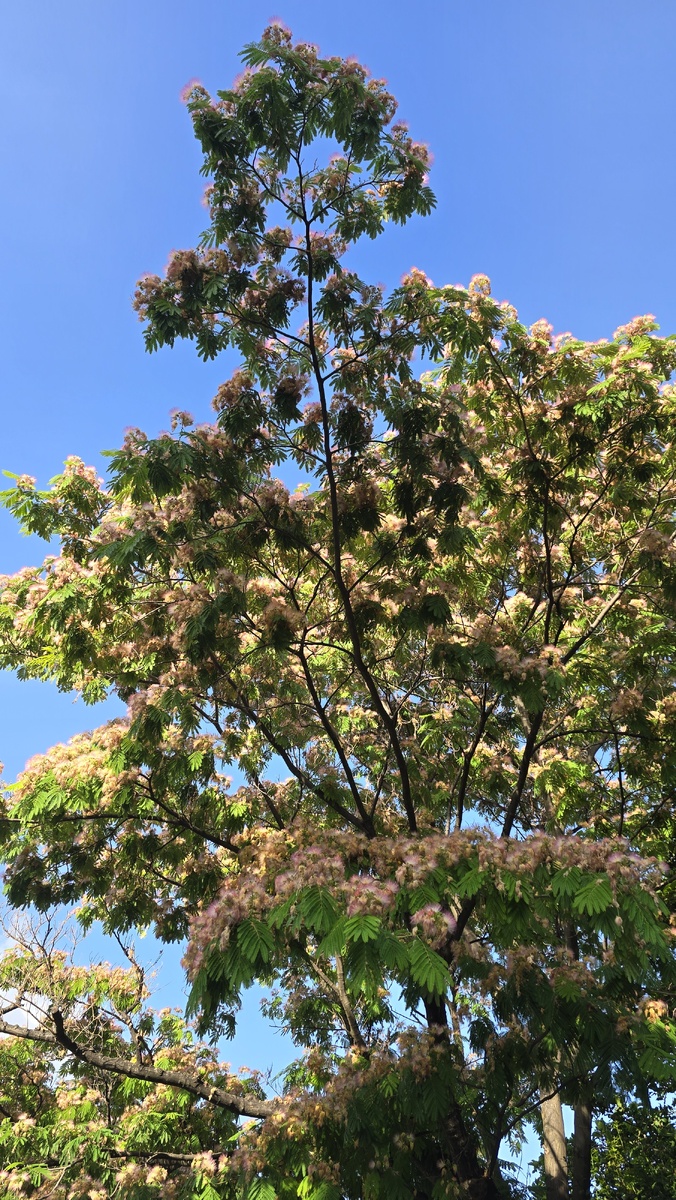 Альбиция ленкоранская 