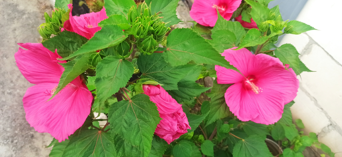 Гибискус каждый день разный