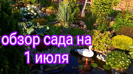 ОБЗОР САДА НА 1 ИЮЛЯ 🤗🌺