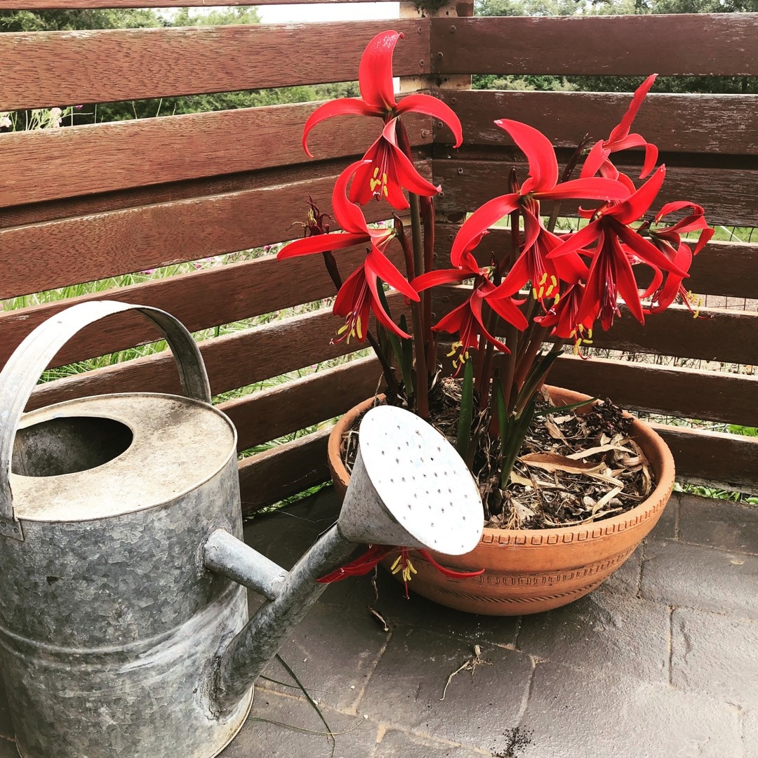Sprekelia