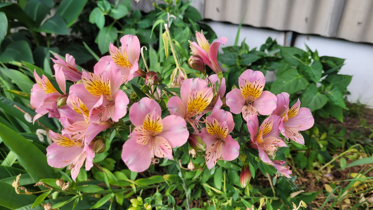 Цветы в Сочи