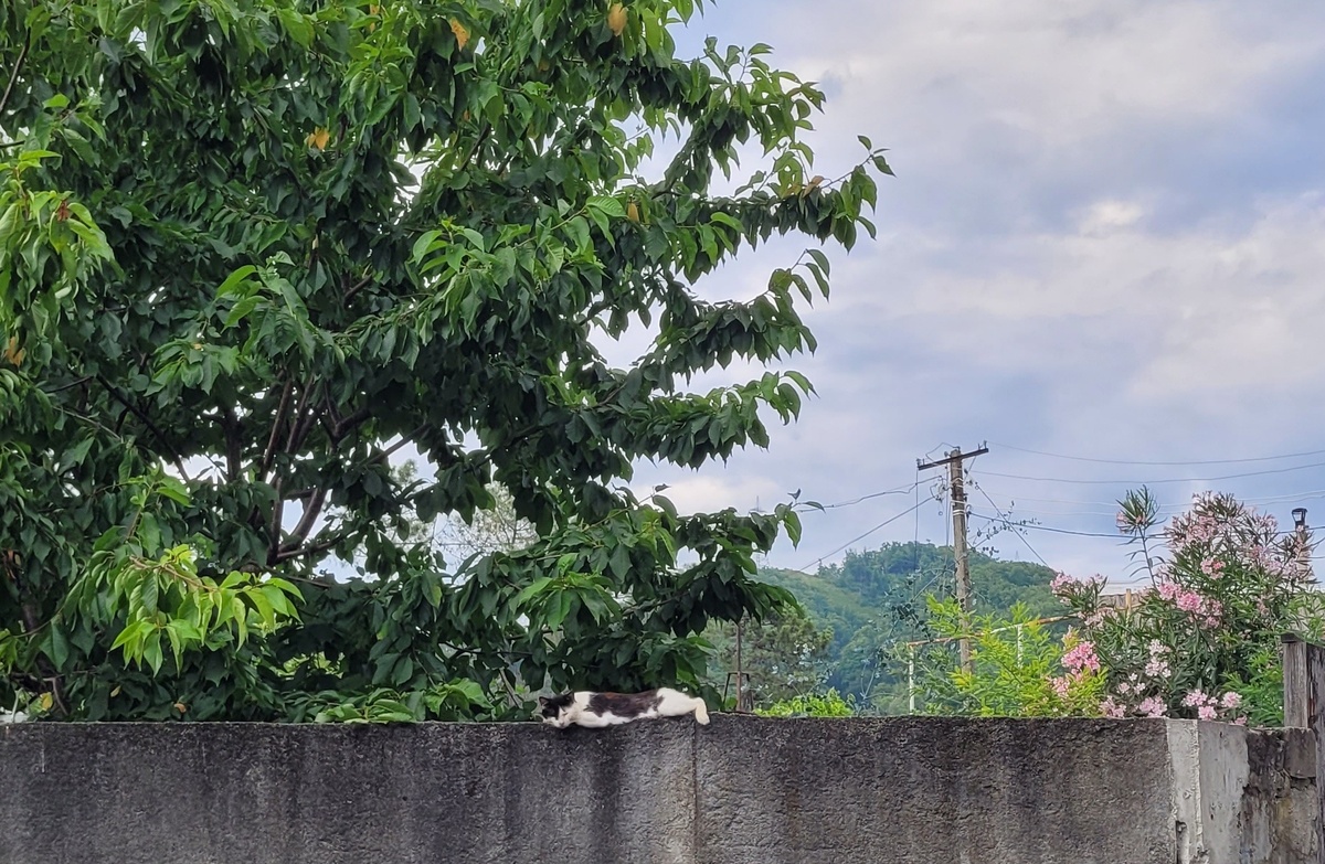 Кот отдыхает на фоне гор