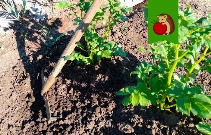 При слове «окучивание» у многих садоводов перед глазами встает картофельная грядка. Ассоциации с окучиванием таковы. Однако не только картофелю полезна будет эта процедура.