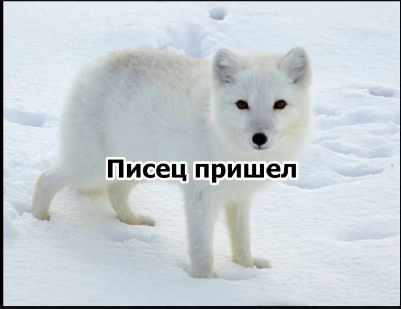 Картинка из интернета 