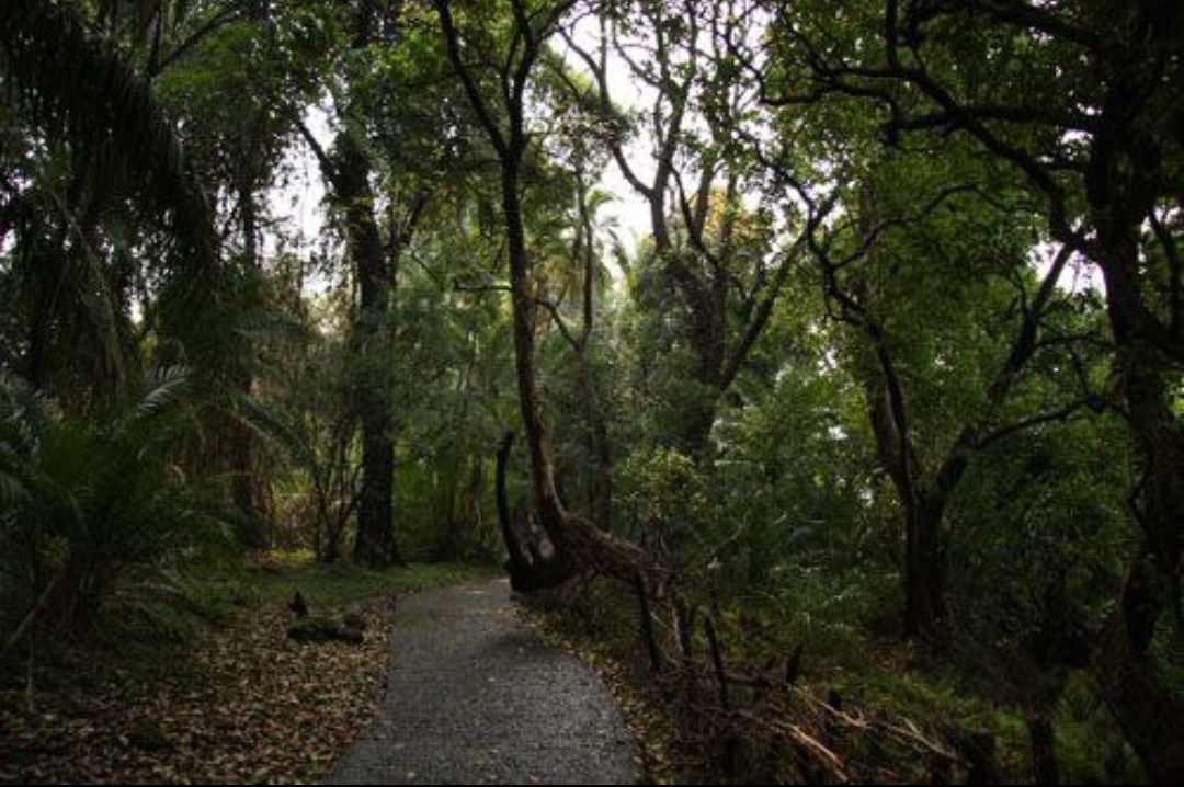 Вечнозеленый тропический лес водопада Виктория. "Дождь" от водопада Виктория идёт здесь 24/7 круглый год. 