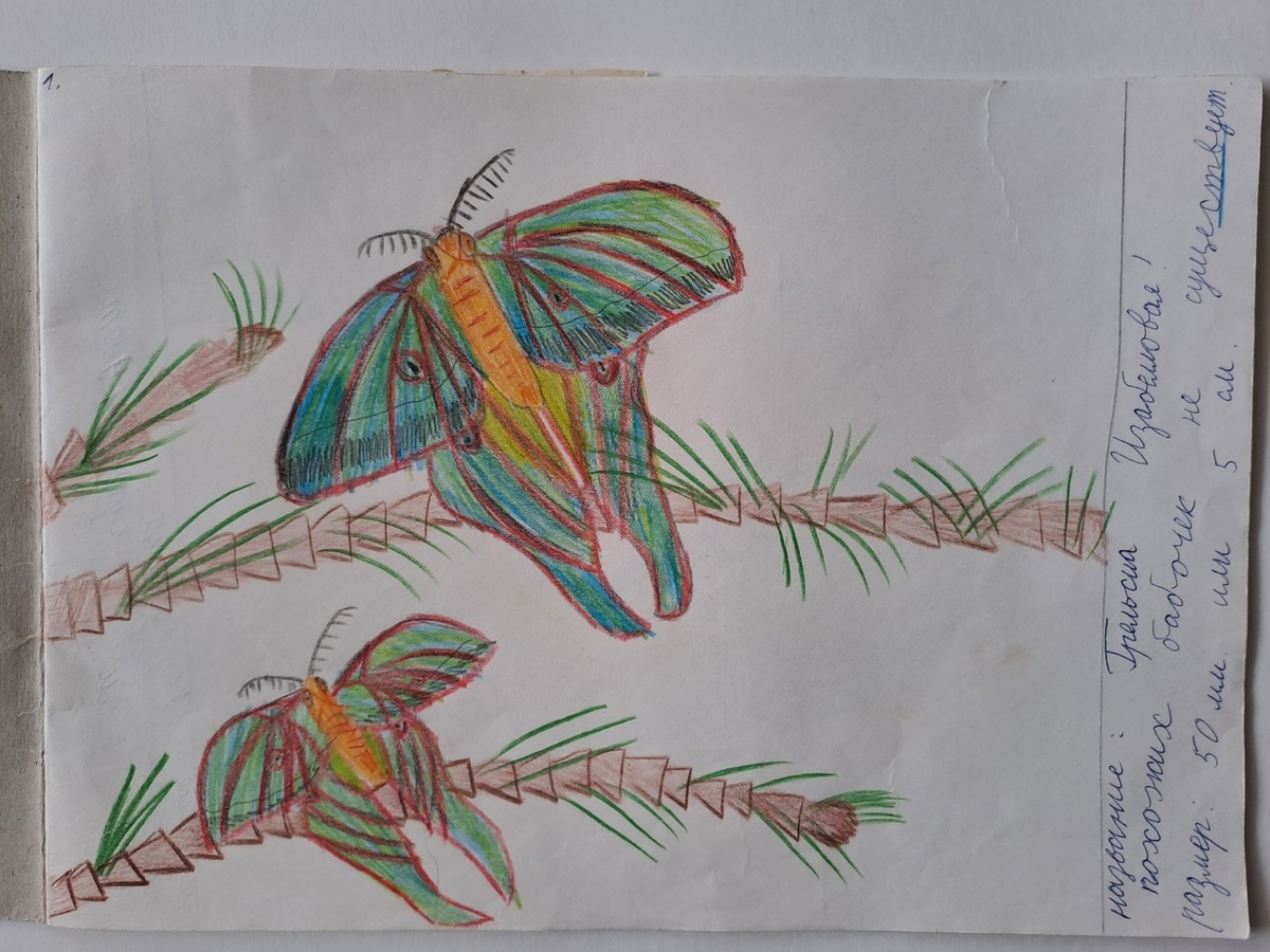 Ориби Каммпирр - бабочки, примерно 1 класс © Copyright: Ориби Каммпирр