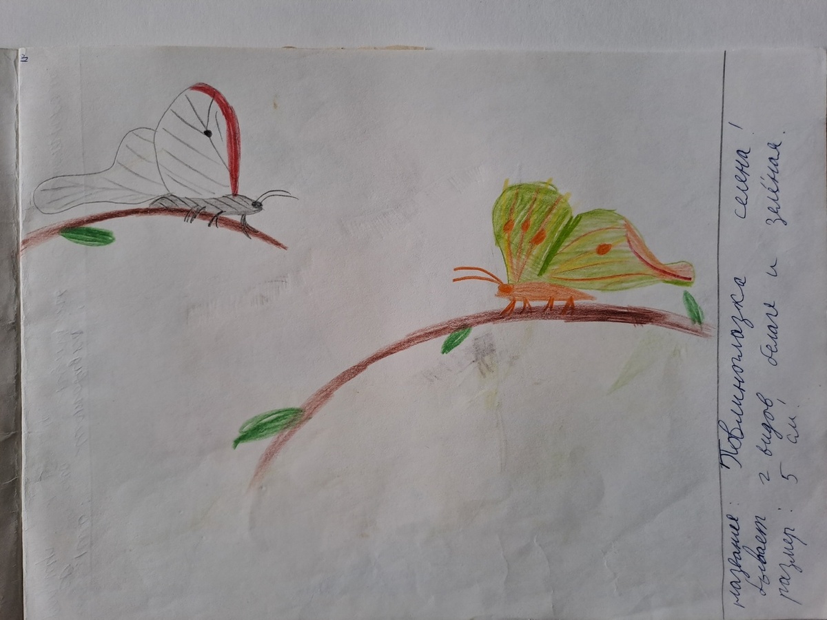 Ориби Каммпирр - бабочки, примерно 1 класс © Copyright: Ориби Каммпирр