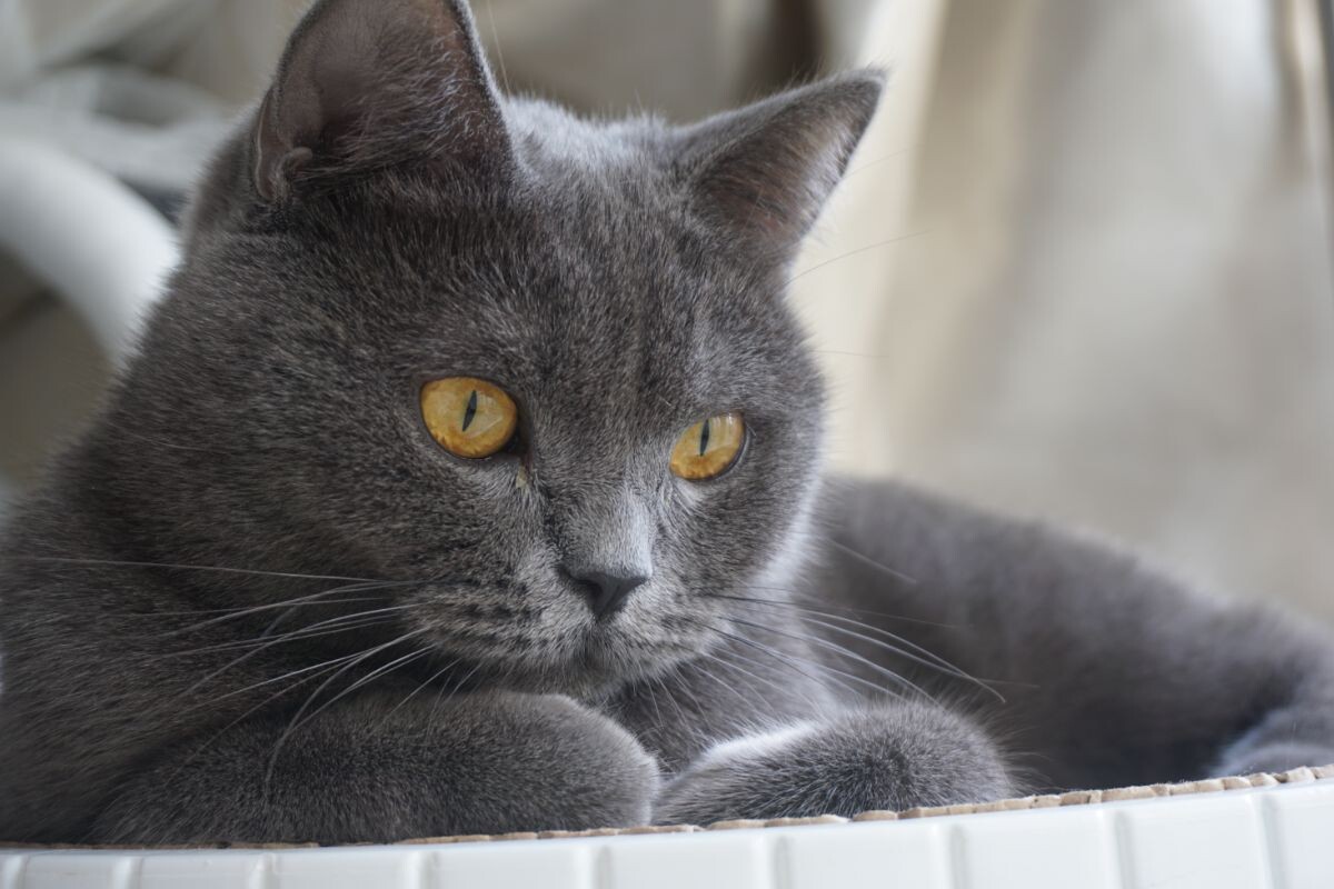 Британская короткошёрстная кошка