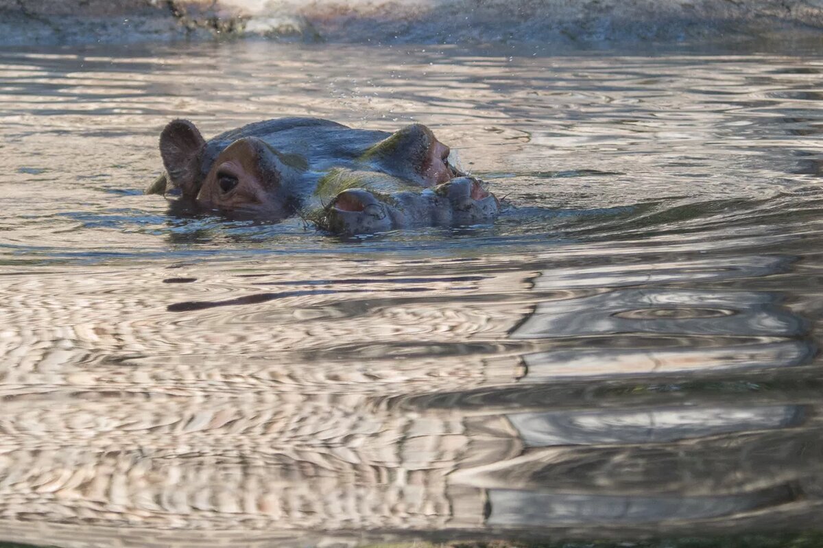 © Sputnik / Asatur Yesayants