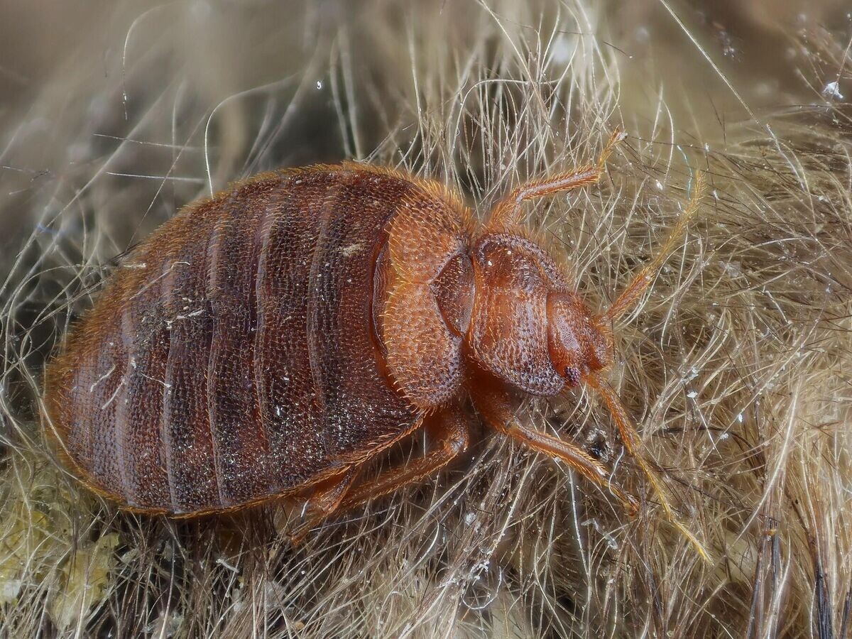    Постельный клопCC BY-SA 2.0 / Gilles San Martin / Cimex lectularius (bed bug)