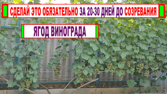 🍇Жара! Вот КОГДА НЕОБХОДИМО провести ТРЕТИЙ ПОЛИВ и ПОДКОРМКУ винограда. Важно для созревания УРОЖАЯ