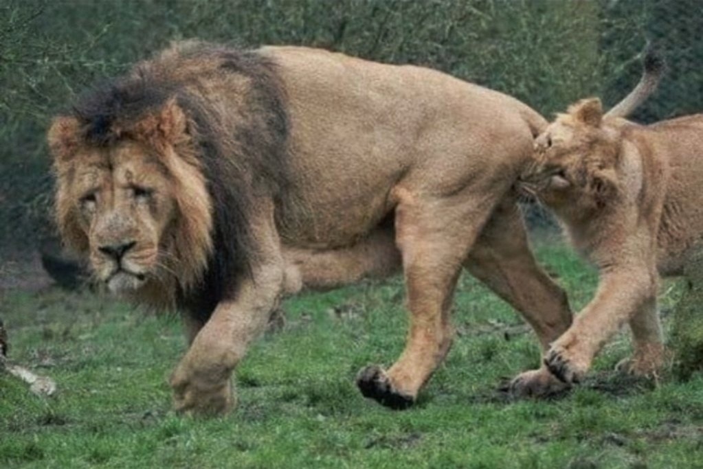 В сети давно гуляет фотография с львом, морда которого полна страданий. На снимке видно, что львица вцепилась зубами прямо в тестикулы грозного хищника.