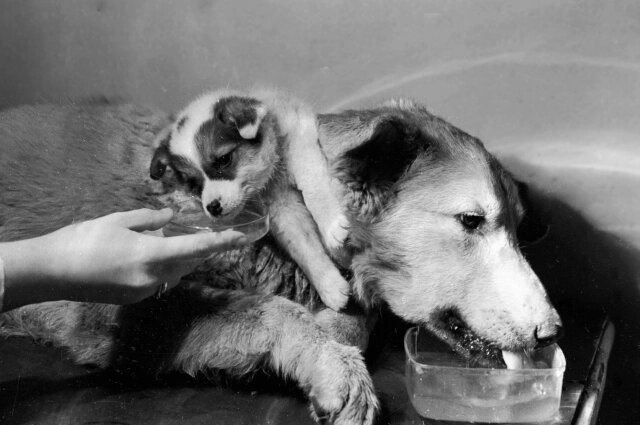    Двухголовая собака, созданная в научной лаборатории профессора Владимира Демихова. Фото:  РИА Новости/ Михаил Озерский