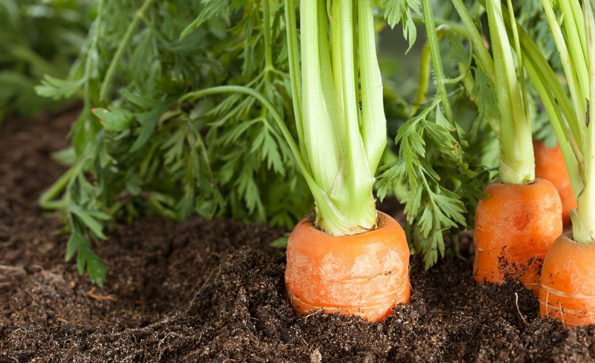 От морковной мухи препараты. Деготь березовый 100%. Вредитель морковная муха. Луковая и морковная муха. Луковая капустная морковная муха отряд.