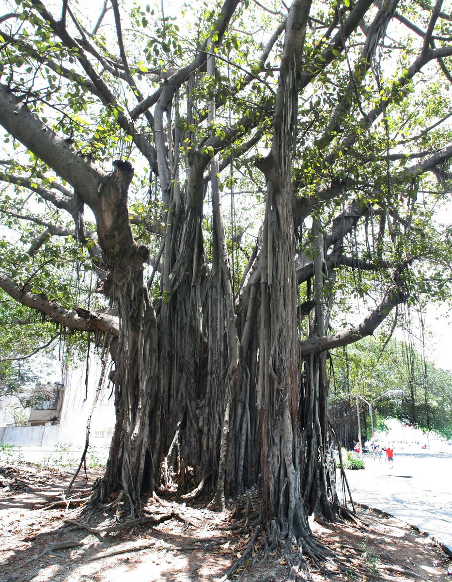 Хагуэй – одно из самых почитаемых на Кубе деревьев.