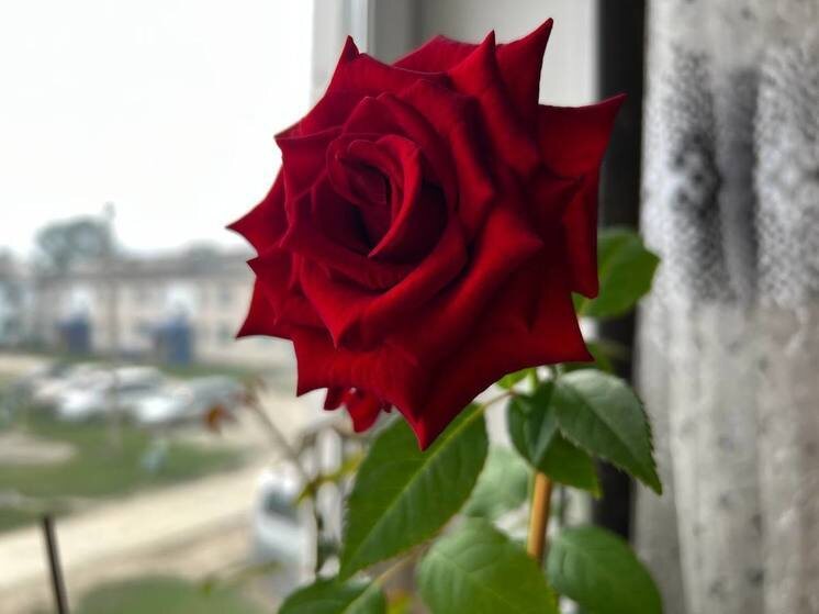     Как посадить и вырастить розу из букета: опыт хабаровчанки / Анастасия Дудалова