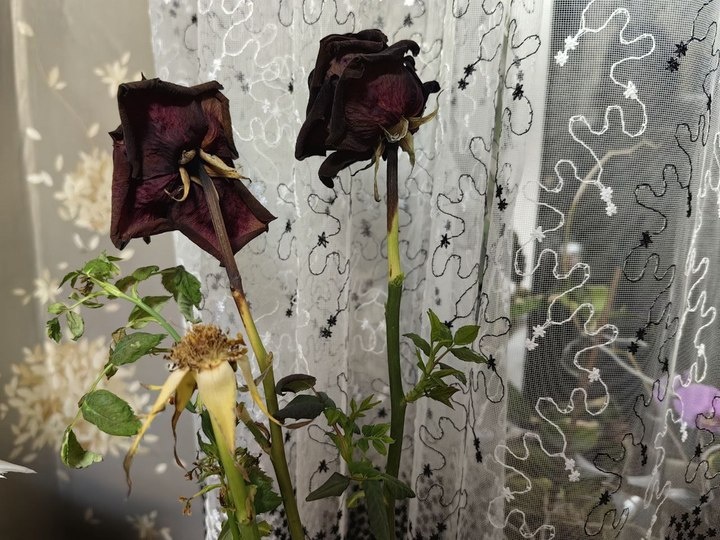     Розы дали ростки / Анастасия Дудалова