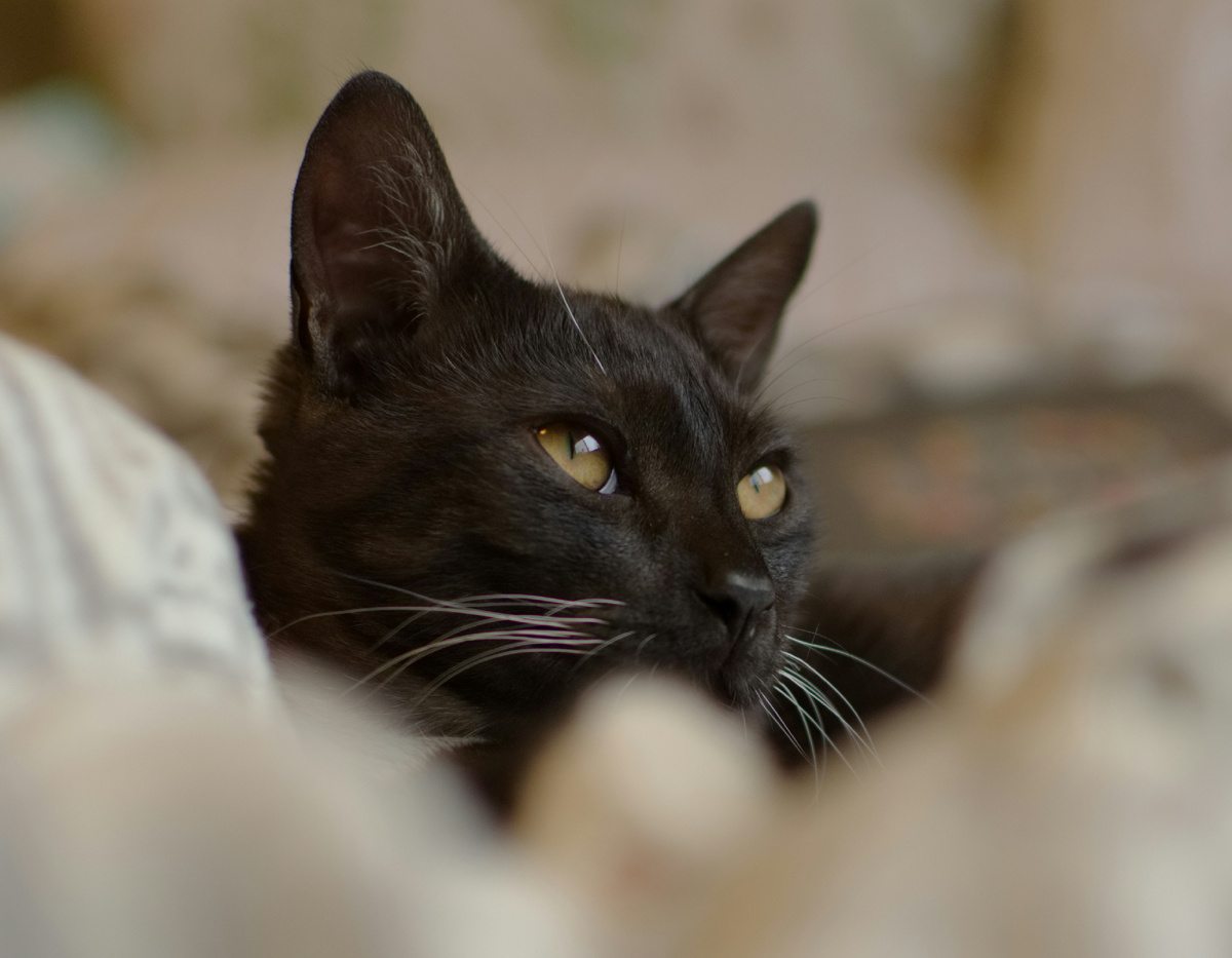 https://unsplash.com/s/photos/The-black-cat