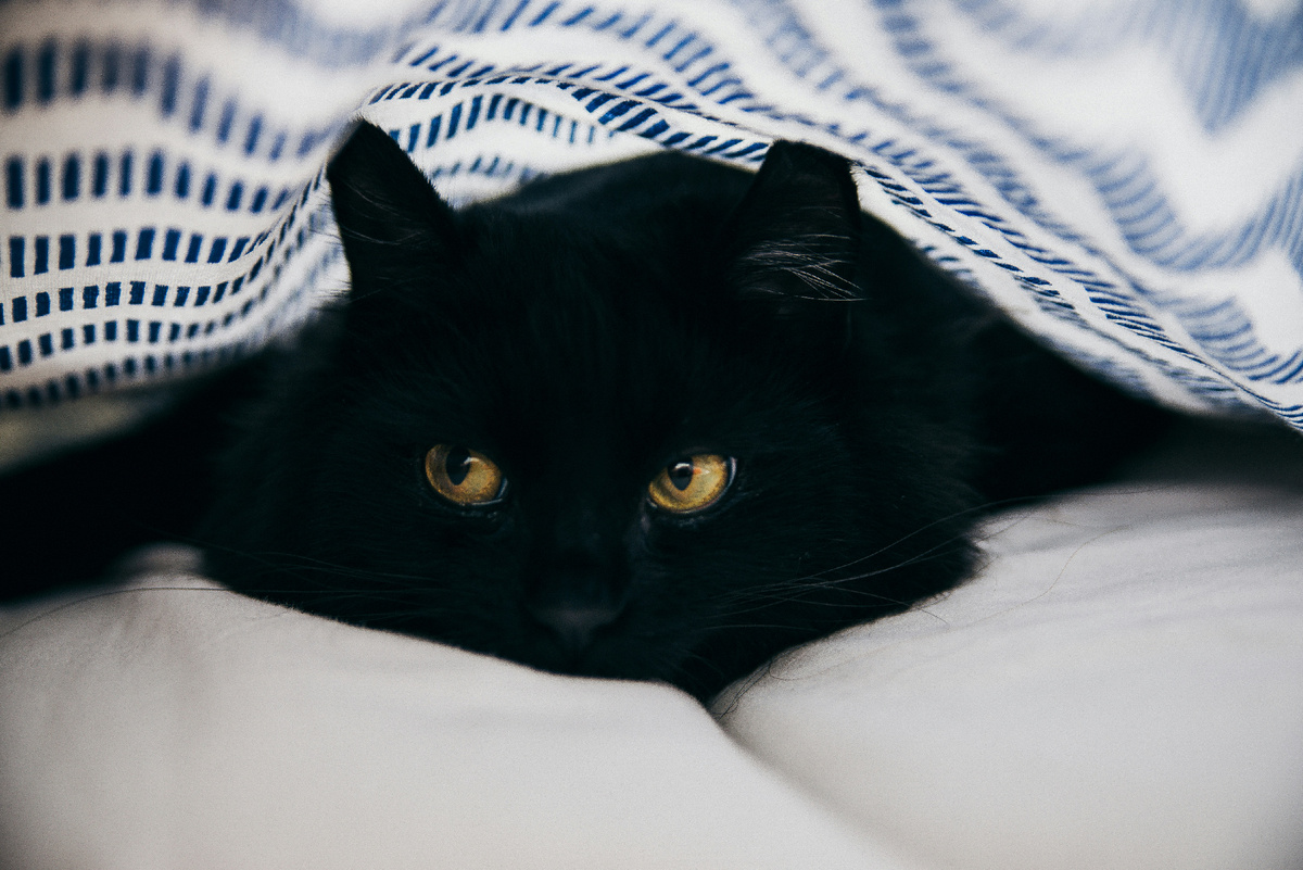 https://unsplash.com/s/photos/The-black-cat