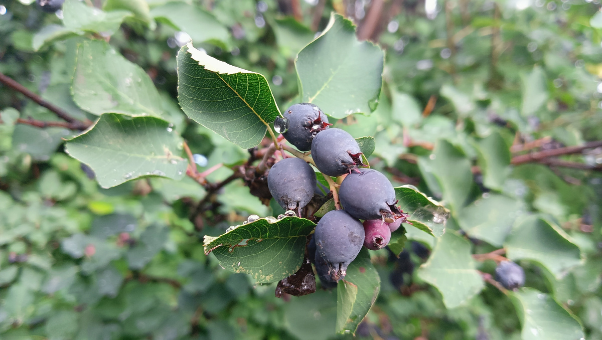 Ирга (Amelanchier spp.) — листопадный кустарник или небольшое дерево, принадлежащее семейству Rosaceae.